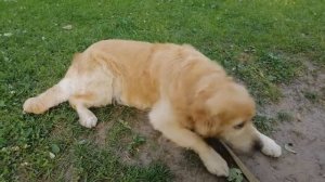 Краткий отзыв о породе золотистый ретривер