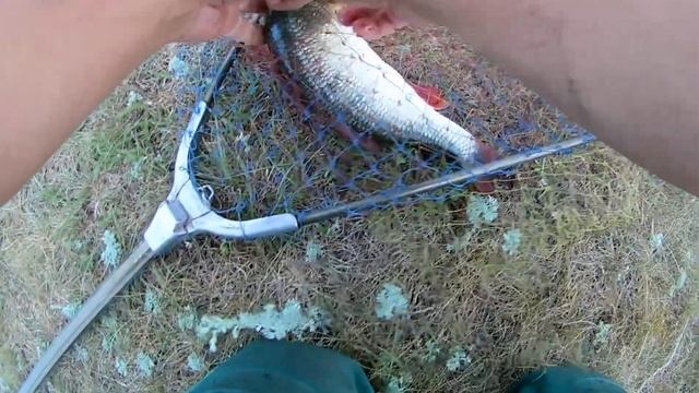 Ловля Крупной рыбы на поплавок возле берега.ЯЗь Голавль Лещ на горох река ИК. смотреть онлайн