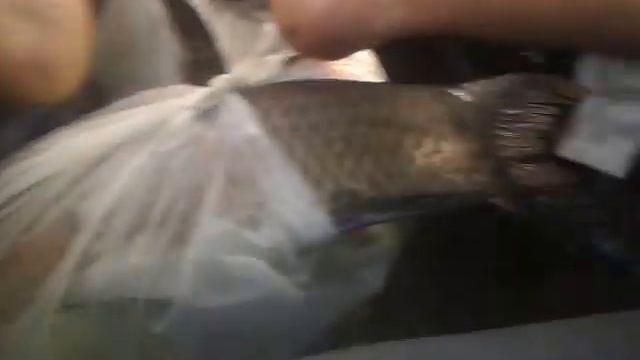 Off-road drive in a Toyota Hilux 3.0 D4D twin cab from Zambezi river-2 смотреть онлайн