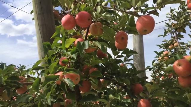 Tree to Table | Coming Soon: Pink Lady Apple Harvest 2019 смотреть онлайн