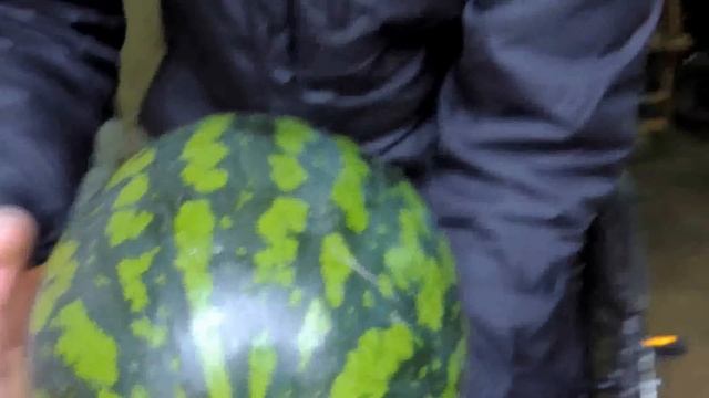 Как сохранить арбуз до Нового года 3 часть.