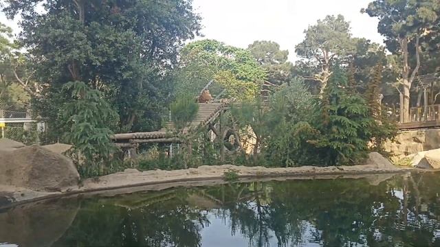 ЗООПАРК БАКИНСКИЙ  УСЛОВИЯ ОТЛИЧНЫЙ !!!