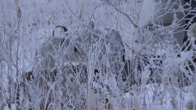 Самодельный мотобуксировщик 18,5 л.с смотреть онлайн