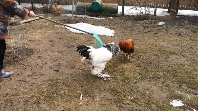 Дерутся петухи за главное место смотреть онлайн