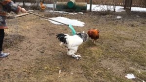 Дерутся петухи за главное место