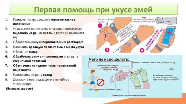 13.6. Укусы змей, насекомых, животных. Первая помощь при укусах смотреть онлайн