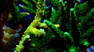 Морской аквариум САМП и его оснащение