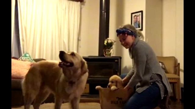 Эта собака не могла поверить своему счастью, когда ей сделали такой подарок смотреть онлайн