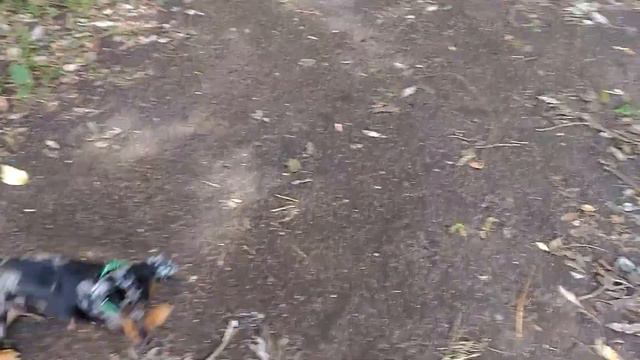 Такса Тина. смотреть онлайн