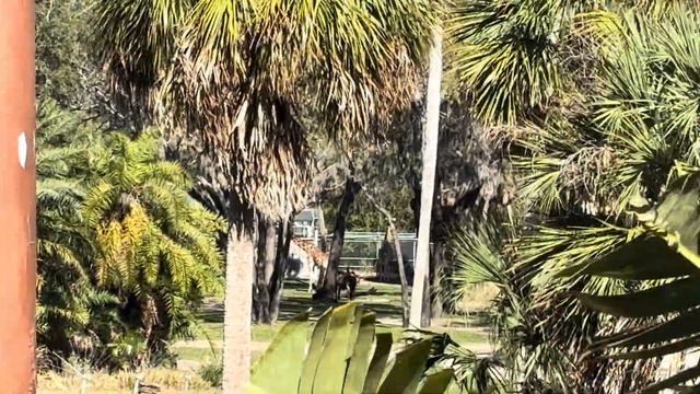 Resort Tour! Kindani Village Disney World’s Animal Kingdom Lodge Disney Vacation Club VLOG 2/19/24 смотреть онлайн