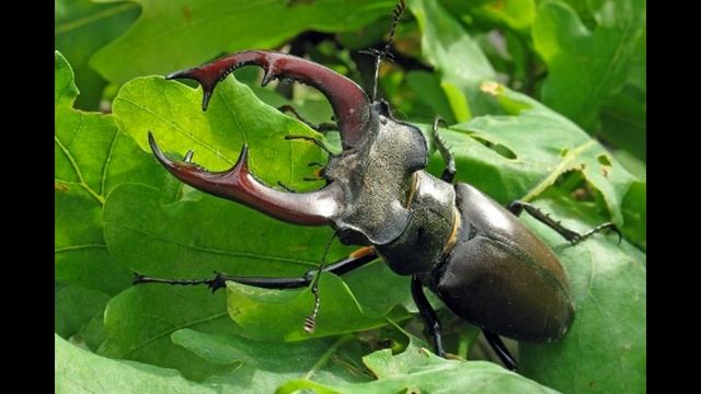 Жук-олень (все про жука) смотреть онлайн