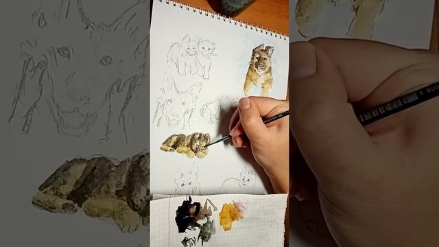 Рисую немецких овчарок акварелью | Drawing German Shepherds in watercolor смотреть онлайн