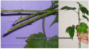 Как вырастить цветок абутилон из семян в домашних условиях