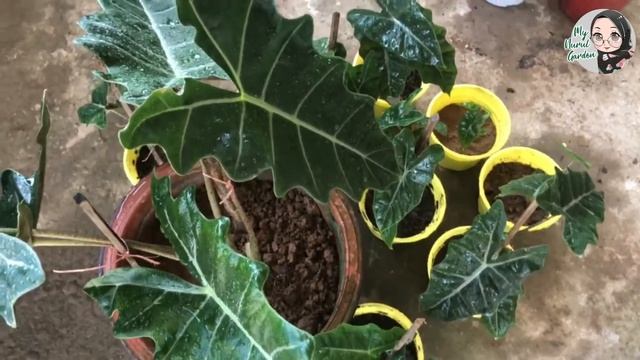 Alocasia 'Pseudo Sanderiana'