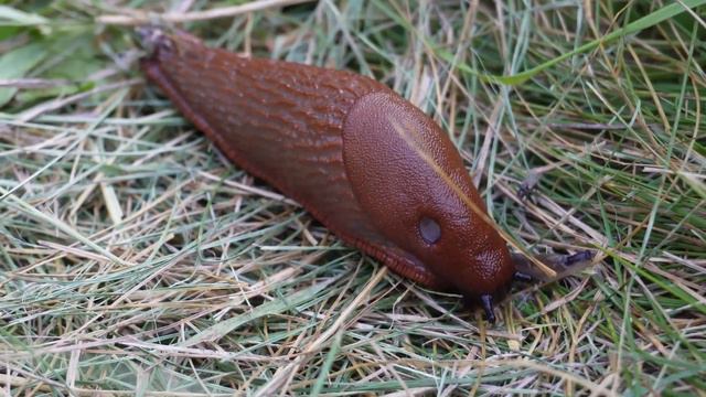 Песня про Испанских Слизней