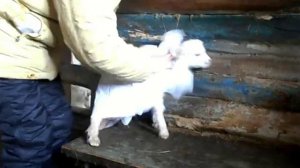 Как определить пол козленка