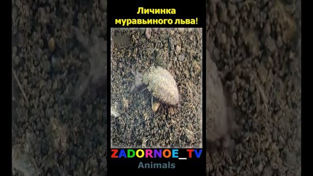 Личинка муравьиного льва! смотреть онлайн