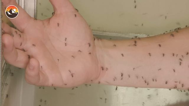 Bitten by 1000 Deadly Mosquitoes! смотреть онлайн