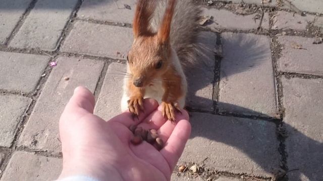 Когда ты голоден, тебе насрать на опасность (HD) смотреть онлайн