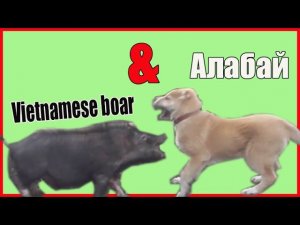 Алабай против Хряка