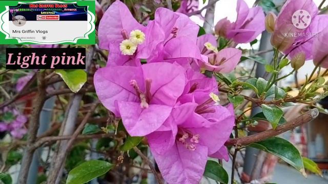 Different Rare Variety Colors of Bougainvillea/Four O'clock смотреть онлайн