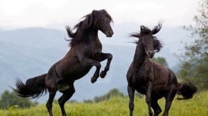 Карачаевские лошади особенности породы | Коневодство | Карачаевская порода лошадей