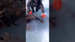 Вот так ловко ловят краба в приморье