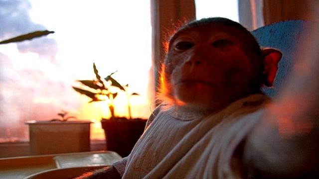 26 - Никто моим словам не внемлет… Я один… - Лермонтов М. Ю смотреть онлайн