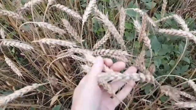 село Чубовка Самарская область/видео для личного просмотра/05.06.2021