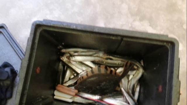 Корюшка по первому льду! смотреть онлайн