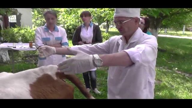 Эпидуральная анестезия у коровы. p.I. Docent A.D. Stepanov, ПДАТУ смотреть онлайн