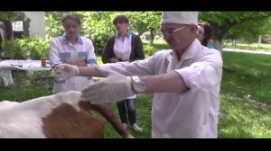 Эпидуральная анестезия у коровы. p.I. Docent A.D. Stepanov, ПДАТУ
