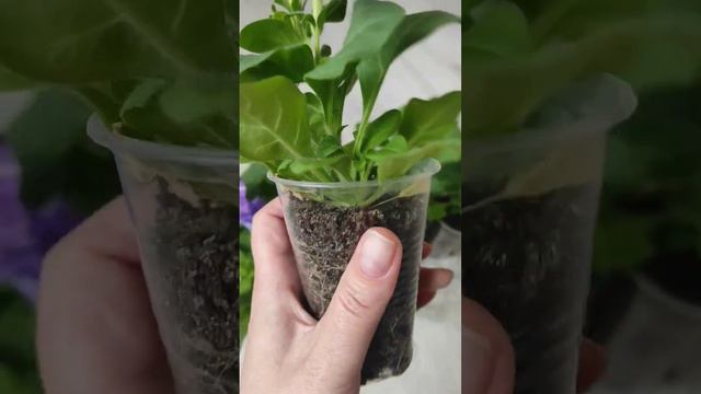 Петуния зацвела!!! Сорт Мамбо небесно-голубая дата посева 1.03.23!!!