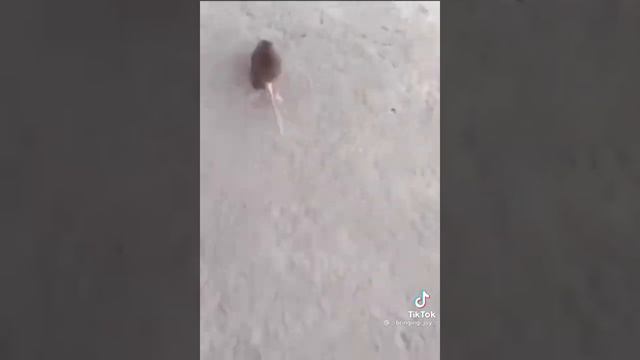 Американские дети: Фуу ?? крыса. также русские дети рататуй как приготовить еду рататуй!!! смотреть онлайн