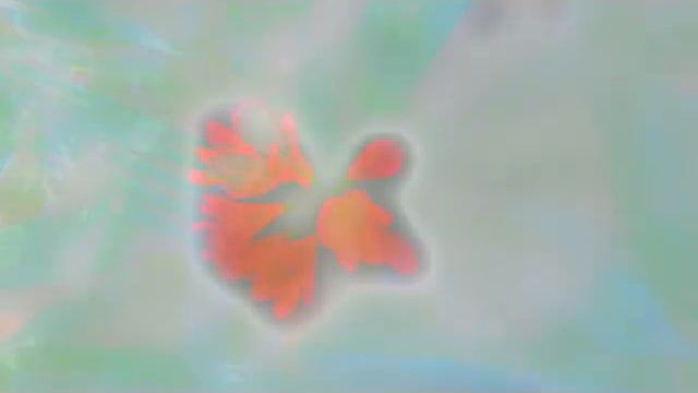 Clivias in Flower.mp4 смотреть онлайн
