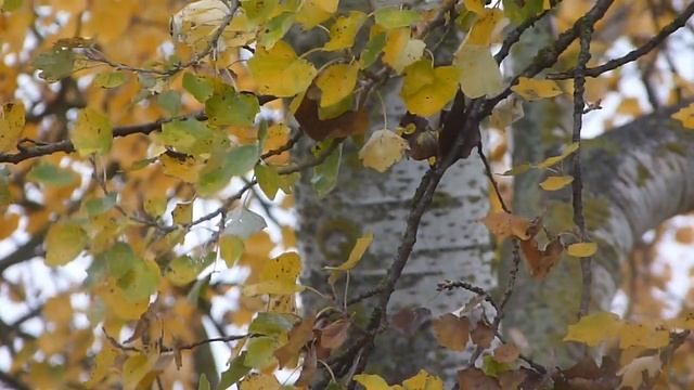 Panasonic Lumix FZ45 - Focus/Zoom/Quality смотреть онлайн