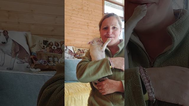цена в видео белый чихуахуа Байкал Мажорикович ПРОДАЖА длинношерстный +79787458062 смотреть онлайн