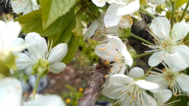 Удивительная жизнь пчел смотреть онлайн
