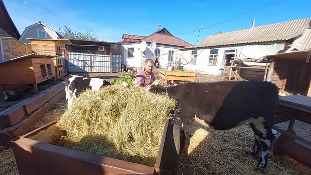 ПРОДАМ СВИНЕЙ И БУДУ ДЕРЖАТЬ ТЕЛЯТ!почему не покупают телят на КОРОВ? смотреть онлайн