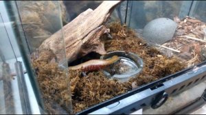 Кормление огненных сцинков