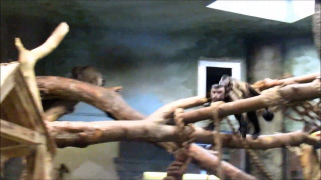 Капуцины. Третий малыш в семье. 03.03.19 г. смотреть онлайн