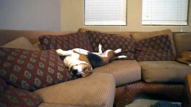 Бассет поет песню. Самый эпичный бассет на свете. Basset Party!