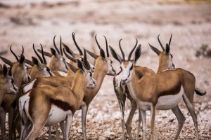 К.Сен-Санс. Карнавал животных.3.