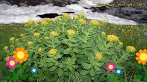 Родиола розовая. Краткий обзор: Родиола розовая описание характеристик, где купить rhodiola rosea