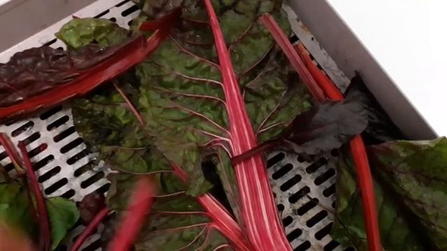 Вкусный шашлык: рецепты и маринады