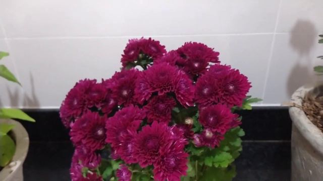 Planta Celosia смотреть онлайн