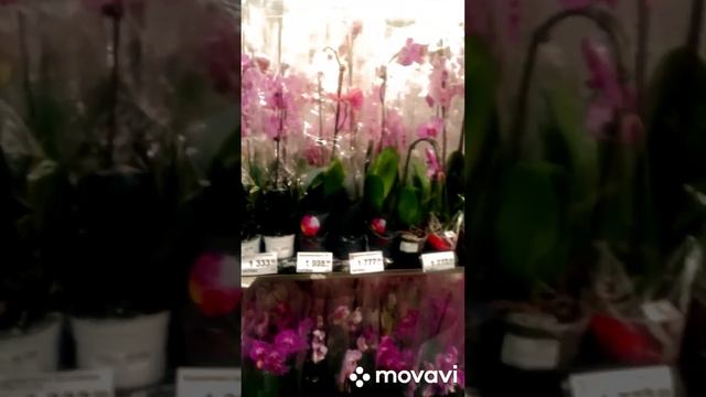 Мы в город?наши покупочки в Леруа?солю красную рыбу с икрой? смотреть онлайн