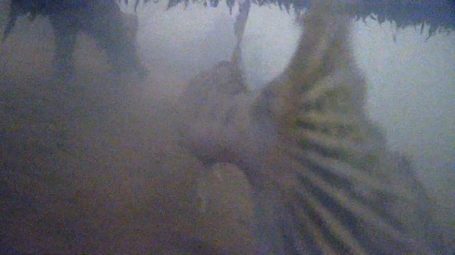 Судаки и щуки в коряжнике. Подводные съемки Суры. смотреть онлайн