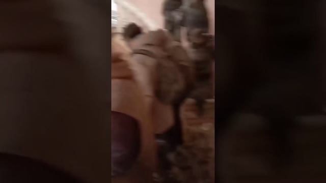 Видео от Мариуполь сегодня смотреть онлайн