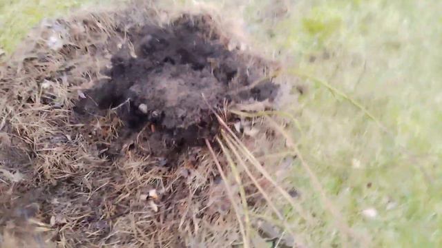 посадка голубики без ям. сосновая кора и посадочные субстраты на магазины. мы открыли сезон. смотреть онлайн